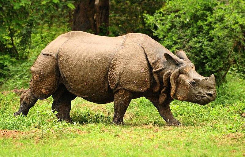 Greater One Horned Rhinoceros 1