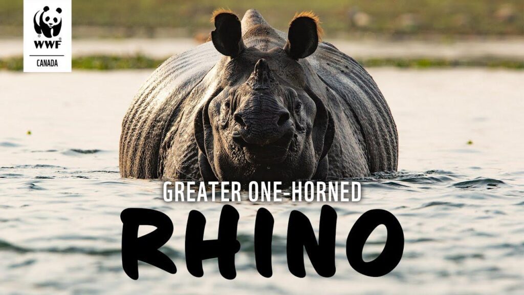 Conservation of the Greater One-Horned Rhinoceros 3 Greater One Horned Rhinoceros 2