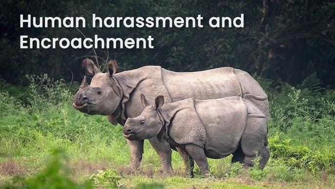 Conservation of the Greater One-Horned Rhinoceros 2 Greater One Horned Rhinoceros