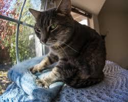 Why Do Cats Make Biscuits 2