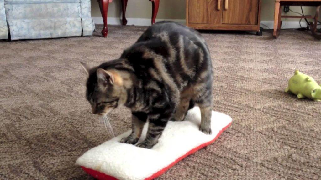 Why Do Cats Make Biscuits? Discover 5 Surprising Reasons 2025 2 Why Do Cats Make Biscuits 3