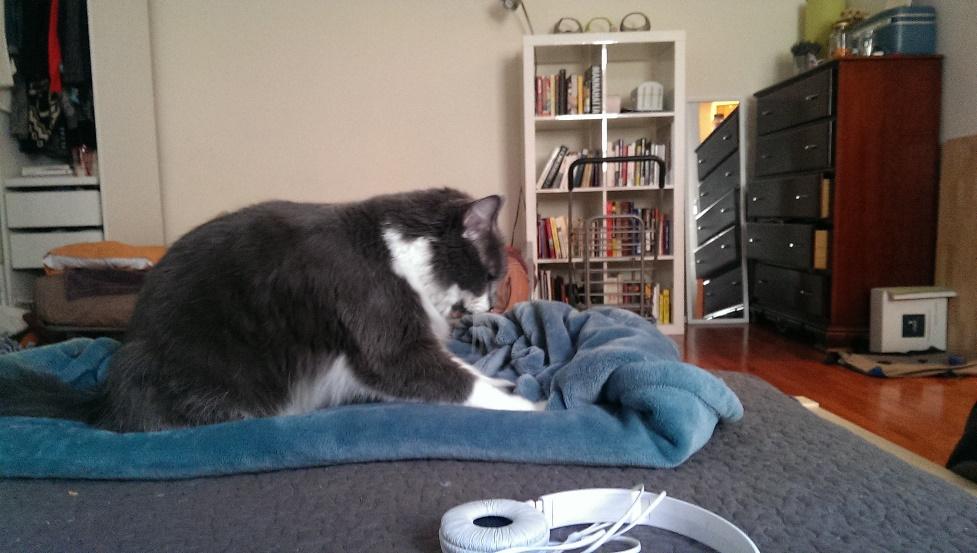 Why Do Cats Make Biscuits? Discover 5 Surprising Reasons 2025 3 Why Do Cats Make Biscuits 4