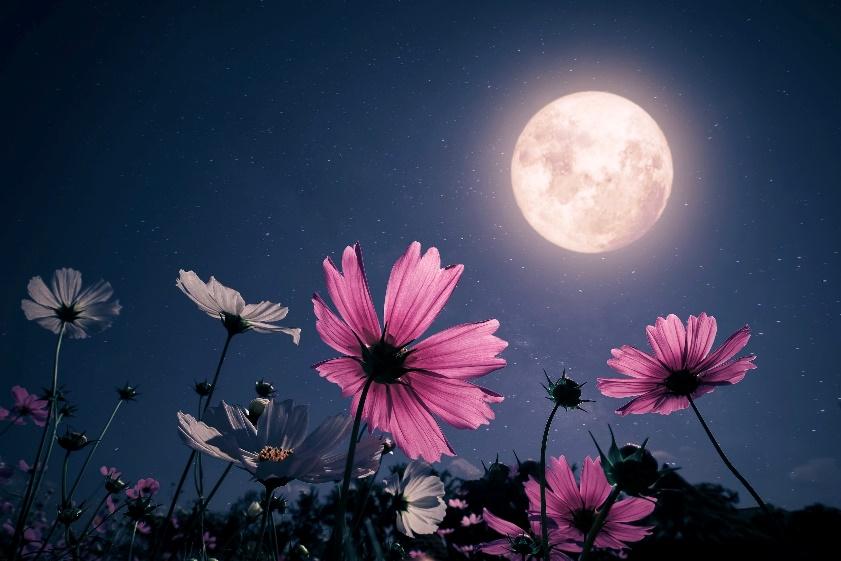 Pink Moon Full Moon Tonight 1